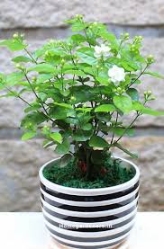 How To Grow And Care For Jasmine Plant Home Gardeners Jasmine Plant Jasmine Plant Indoor Plants