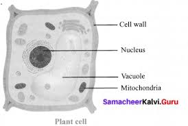 However, plant cells have a rigid cellulose wall surrounding the as this proceeds, the cellular contents may be observed to shrink, but the rigid cell walls retain their original structure. Samacheer Kalvi 6th Science Solutions Term 2 Chapter 5 The Cell Samacheer Kalvi