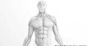 3dtotal.com creates a huge repository of anatomytools.com provides highly detailed male and. How To Draw A Male Torso Anatomy Drawing