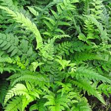 Image result for Polystichum sinense