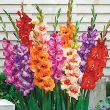 Glamini Sup Sup Gladiolus Mixture Gladiolus Gladiolus Flower Flower Farm