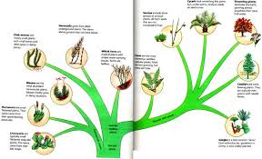 63 exhaustive flower classification chart