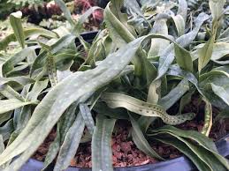 Image result for Lepisorus