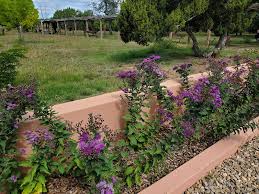 Image result for Vernonia muelleri