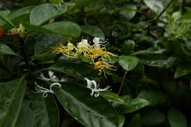 Image result for Lonicera confusa