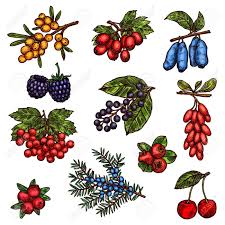 Farm Garden And Wild Forest Berry Fruits In 2020 Wild Forest Forest Art Fruit Vector