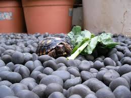 Cherry Head Red Foot Tortoise Red Footed Tortoise Tortoise Pet Care