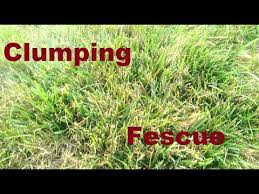 It becomes very clumpy and makes an uneven turf. Clumping Fescue What To Do Youtube