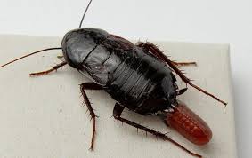 What are some ways to get rid of sewer roaches? Blog A Guide To Oriental Cockroach Control For Raleigh Property Owners
