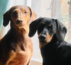 Family travels with doberman and dachshund in rv