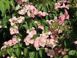 Flowers are followed by decorative red berries that can persist into winter if the birds don't eat them first. Japanischer Blumen Hartriegel Satomi Cornus Kousa Satomi Baumschule Horstmann