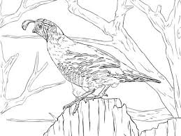 Pin On Coloring Pages For Adults