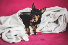 Felcli Kedi Kopek Bakimi Patipedia