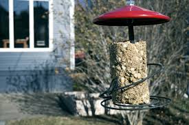 4 tablespoons of unflavored gelatin. How To Make A Homemade Bird Seed Cake Oat Sesame