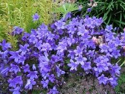 It is not a difficult variety to grow but a few rules apply: Campanula Portenschlagiana Resholt S Variety 2 95 Trailing Plants Plants For Small Gardens