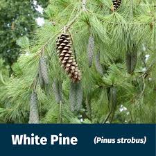 Image result for Pinus strobus