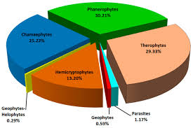 Image result for Pyrostria phyllanthoidea