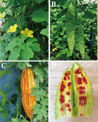 Image result for Momordica charantia