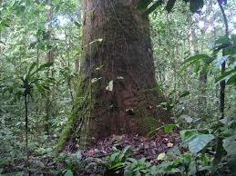 Image result for Gilbertiodendron