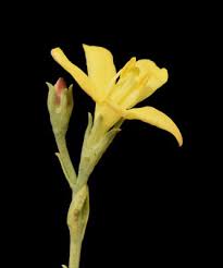 Image result for Menodora heterophylla