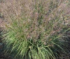 Image result for Sporobolus mauritianus