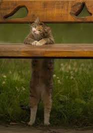 funny kitty buscar con google samye milye zhivotnye ya lyublyu koshek krasivye koshki