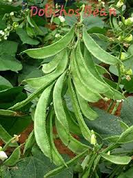 Dolichos Lablab Seeds Buy Dolichos Lablab Seeds Delhi India From Farmers Agri Services