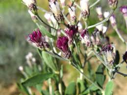 Image result for Vernonia oligocephala
