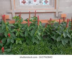 Image result for Costaceae