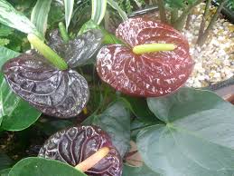We would like to show you a description here but the site won't allow us. Anthurium Eflora Of India