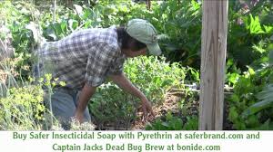 Check spelling or type a new query. Getting Rid Of Flea Beetles In The Garden Organically Youtube