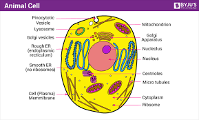 Investigate and draw three different types of protists 7. A Well Labelled Diagram Of Animal Cell With Explanation