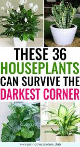 Well, we are here to help. 36 Best Indoor Plants That Needs Zero Sunlight Best Indoor Plants Plants Low Light House Plants