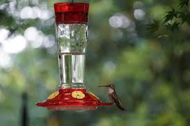 That's ¼ cup of sugar in 1 cup of water. Now Is The Time To Put Out Hummingbird Feeders Home Garden Information Center
