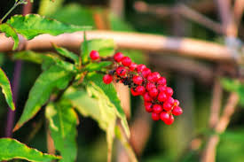 Image result for Petiveriaceae