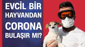 Evde Bakilan Hayvanlar Koronavirus Tasiyip Bulastirabilir Mi Youtube