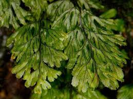 Image result for Hymenophyllum hirsutum