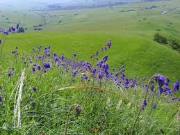 Ecosistemul unei pajisti to download ecosistemul unei pajisti just right click and save image as. Istorie NaturalÄƒ Fundatia Adept