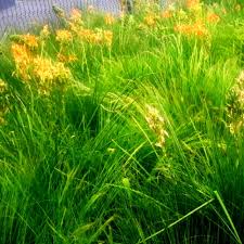 Image result for Aristida adoensis