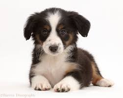 In september 2019, the fédé. Dog Mini American Shepherd Puppy Photo American Shepherd Miniature American Shepherd Australian Shepherd