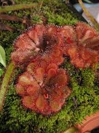 Image result for Drosera dielsiana