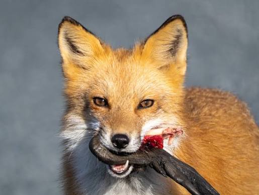 The Foxes of Bombay Hook NWR — Bill Reichhardt Photography