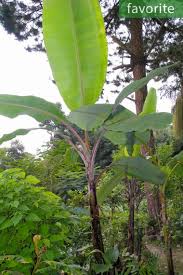 Book hotel swiss garden, patong on tripadvisor: Musa Sp Helens Hybrid Helen S Banana Buy Seeds At Rarepalmseeds Com