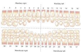 Dental Charting Homework Example Nressaysrrw