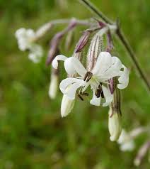 Image result for Silene kiwuensis