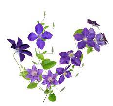Their garden hybrids have been popular among gardeners, beginning with clematis × jackmanii, a garden standby since 1862; Clematis Definition Und Bedeutung Collins Worterbuch