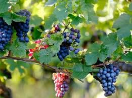 We did not find results for: Karakteristik Bentuk Bentuk Daun Anggur Berdasarkan Varietasnya