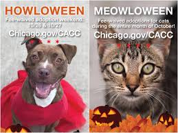 If you've tried to adopt a cat during the pandemic, you know that meeting up with multiple cats for hours at a time is a thing of the past. Just Some Information For Anyone Wanting To Adopt A New Friend The Chicago Animal Care And Control Are Waiving Adoption Fees And Are Currently Out Of Space For Anymore Cats And That