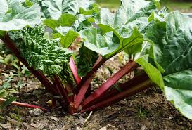 Rhabarber benötigt viele nährstoffe und sollte nach ein paar jahren umgesetzt werden. Rhabarber Pflanzen Genugsam Ertragreich Einfach Lecker
