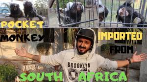 For example, if you own a younger finger monkey, you could expect that it contains a lifespan of around 12 to 18 years what means that you should cost more for it. Often Asked Finger Monkey Price In India Kerala Travel Tours